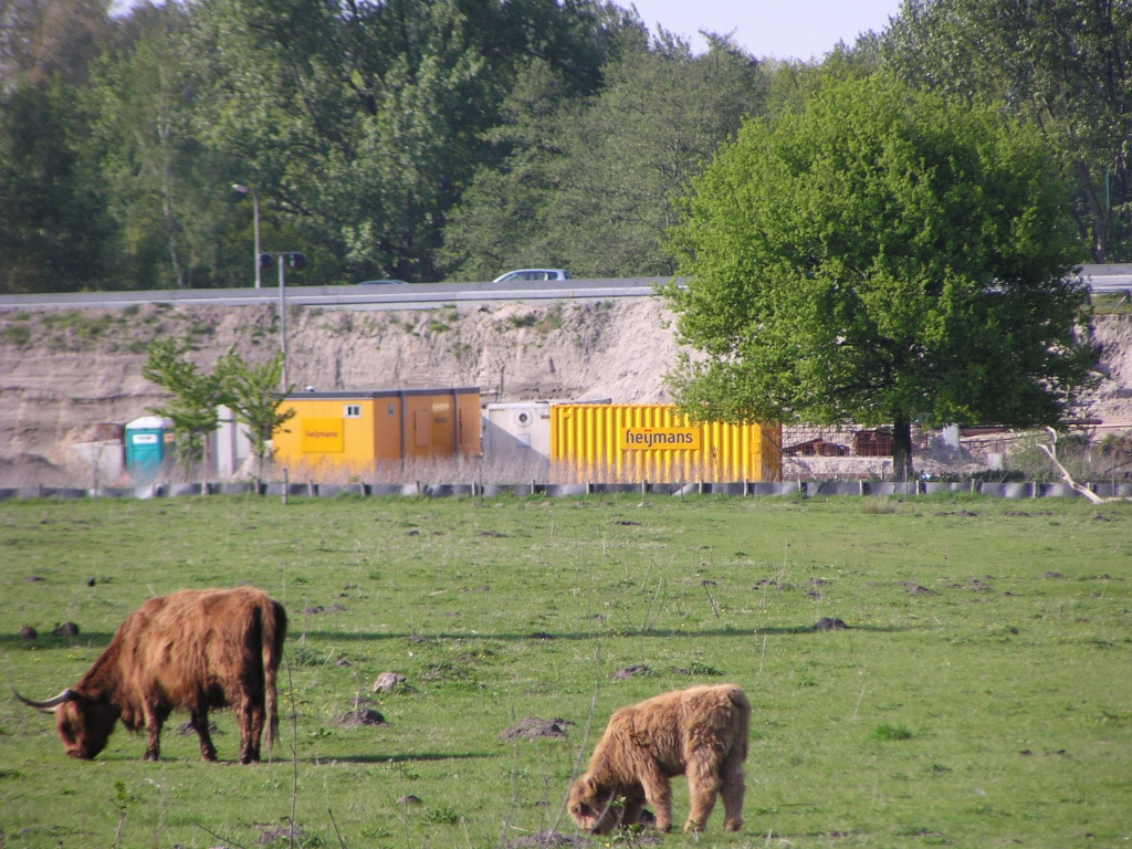 p5040057.jpg - Schotse A67-landers in het natuurgebiedje Diepenvoorde nabij de aansluiting Waalre.